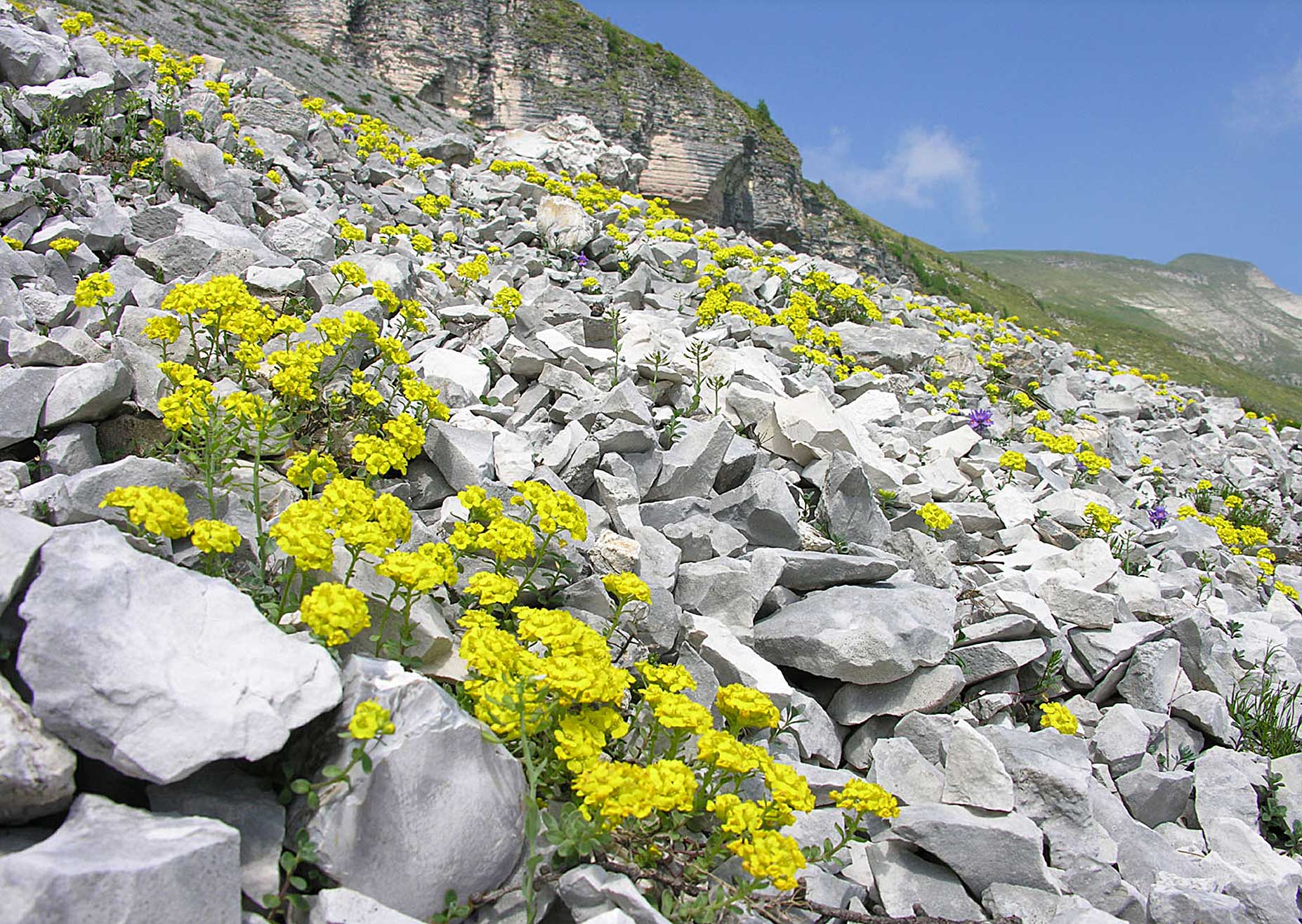 Cover Parco Nazionale Dolomiti Bellunesi