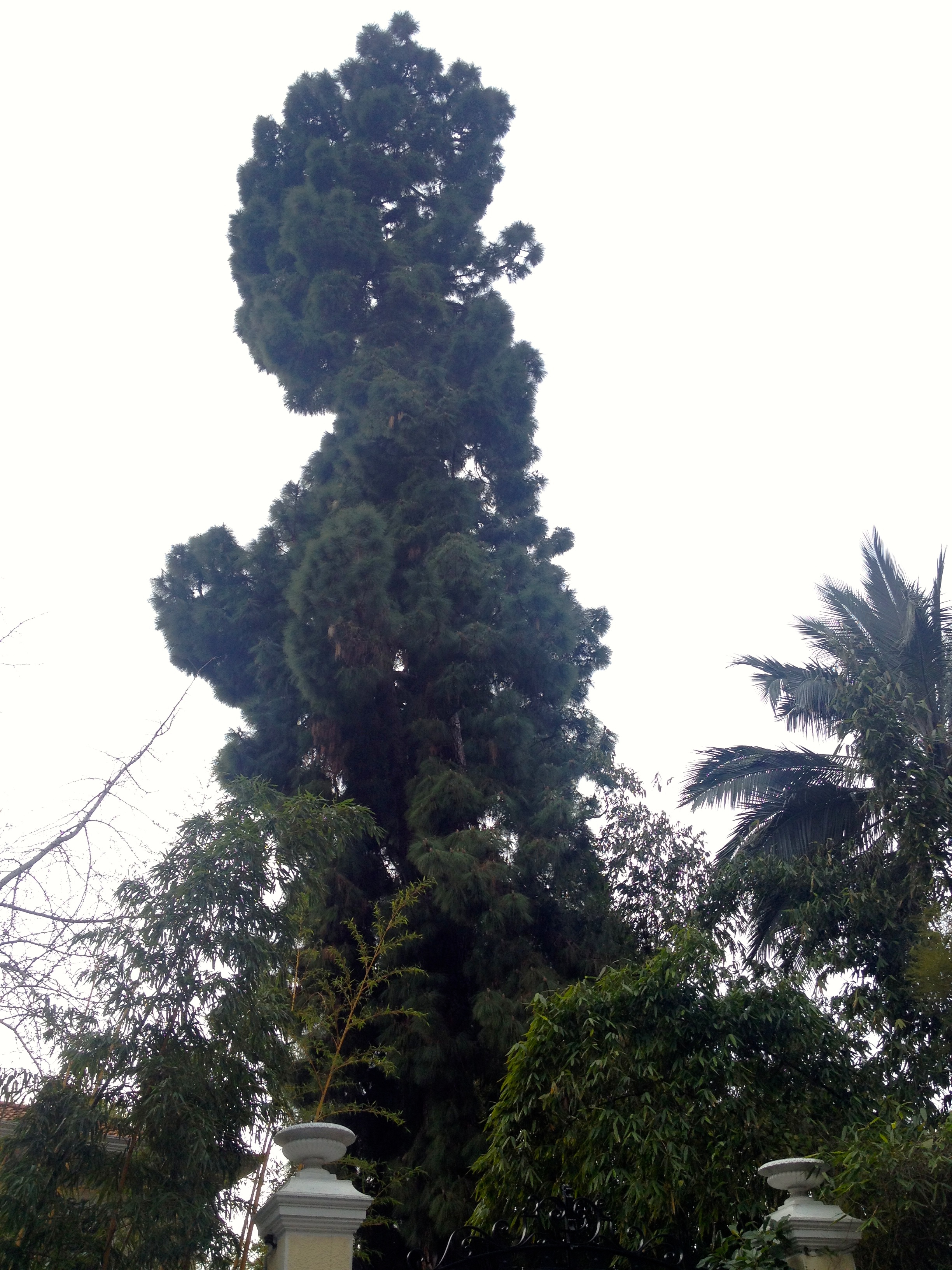Cover Pinus canariensis