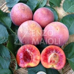 Cover Maioli Frutti Antichi