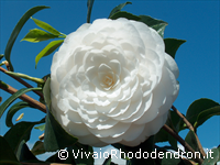 Cover Vivaio Rhododendron
